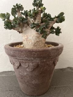 (Category: ) located in . Submitted by caudexcactus.lover (Listing ID 1460722725, Image 1). Description: .