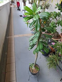 (Category: ) located in . Submitted by orchid62 (Listing ID 1466411559, Image 1). Description: .
