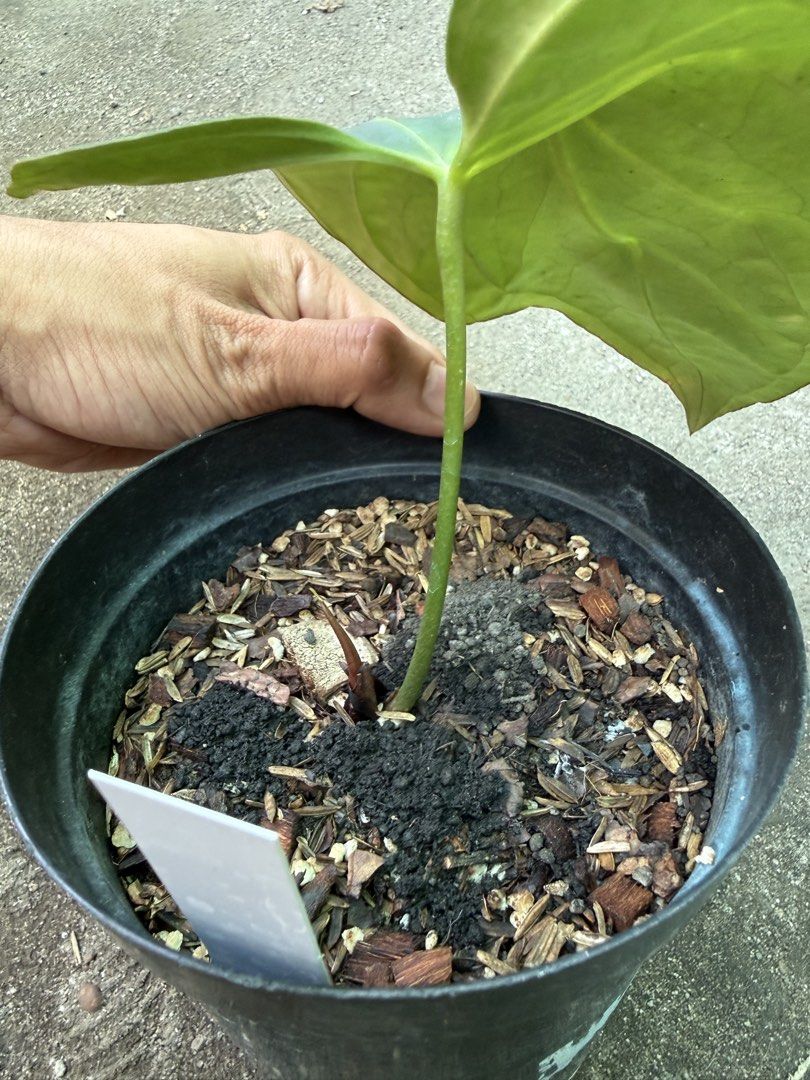 Anthurium Subsignatum x Regale (Category: Plants & Seeds) located in Iba. Submitted by esaucolorado (Listing ID 1466528377, Image 2). Description: Anthurium Subsignatum x Regale Available for bus shipping via Victory Liner Drop and Go Location: Iba Zambales C. Luzon.