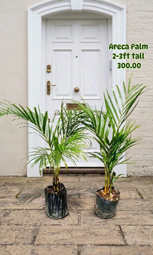 Areca Palm 2-3ft tall multiple Stems (Category: Plants & Seeds) located in Paranaque City. Submitted by mherz_ariel (Listing ID 1466412043, Image 1). Description: .