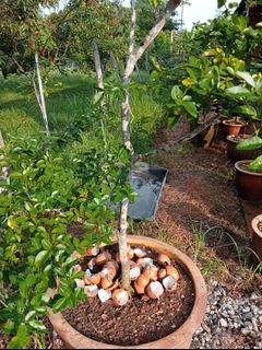 (Category: ) located in . Submitted by giegarden (Listing ID 1466348427, Image 1). Description: .