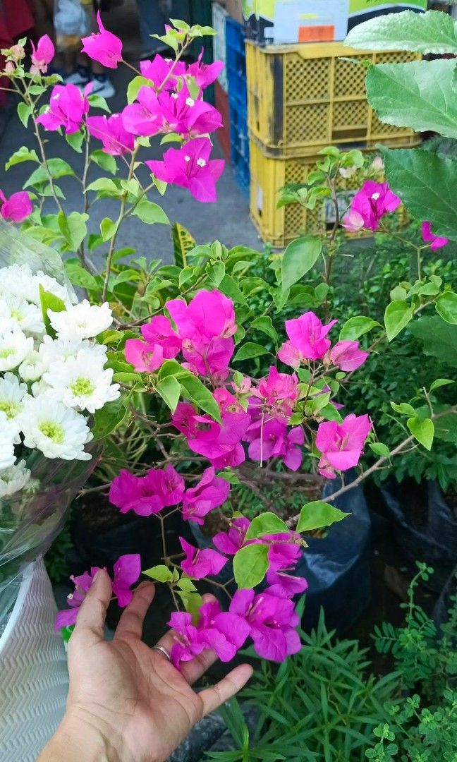 Bougainvillea plant 🪴 (Category: Plants & Seeds) located in Quezon City. Submitted by amazingmaria3680 (Listing ID 1466559335, Image 3). Description: .