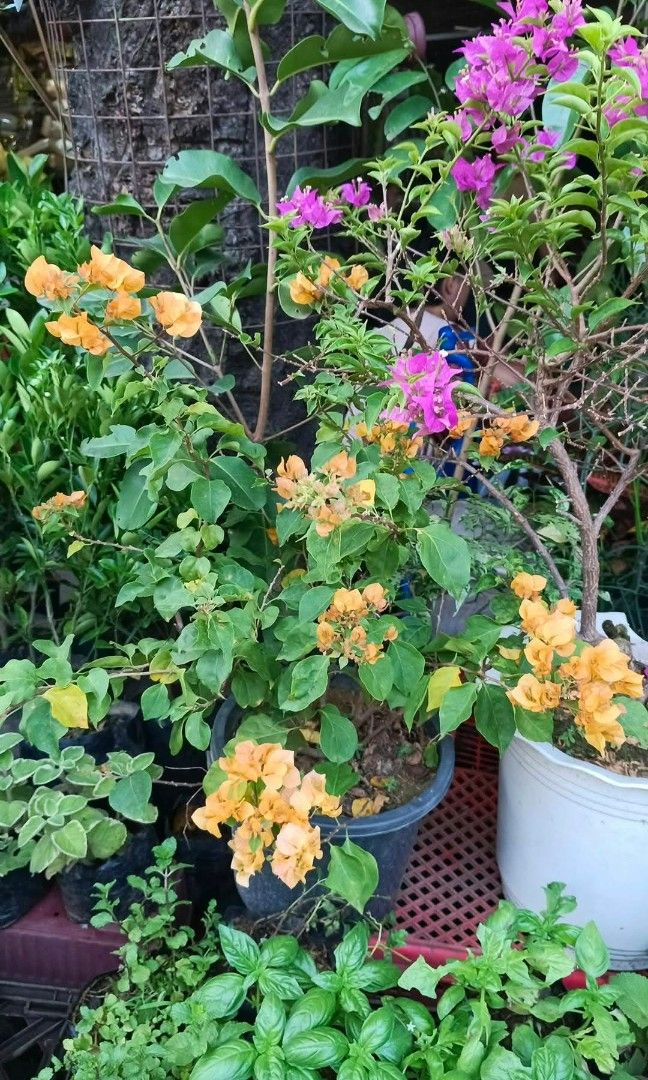 Bougainvillea plant 🪴 (Category: Plants & Seeds) located in Quezon City. Submitted by amazingmaria3680 (Listing ID 1466559335, Image 1). Description: .