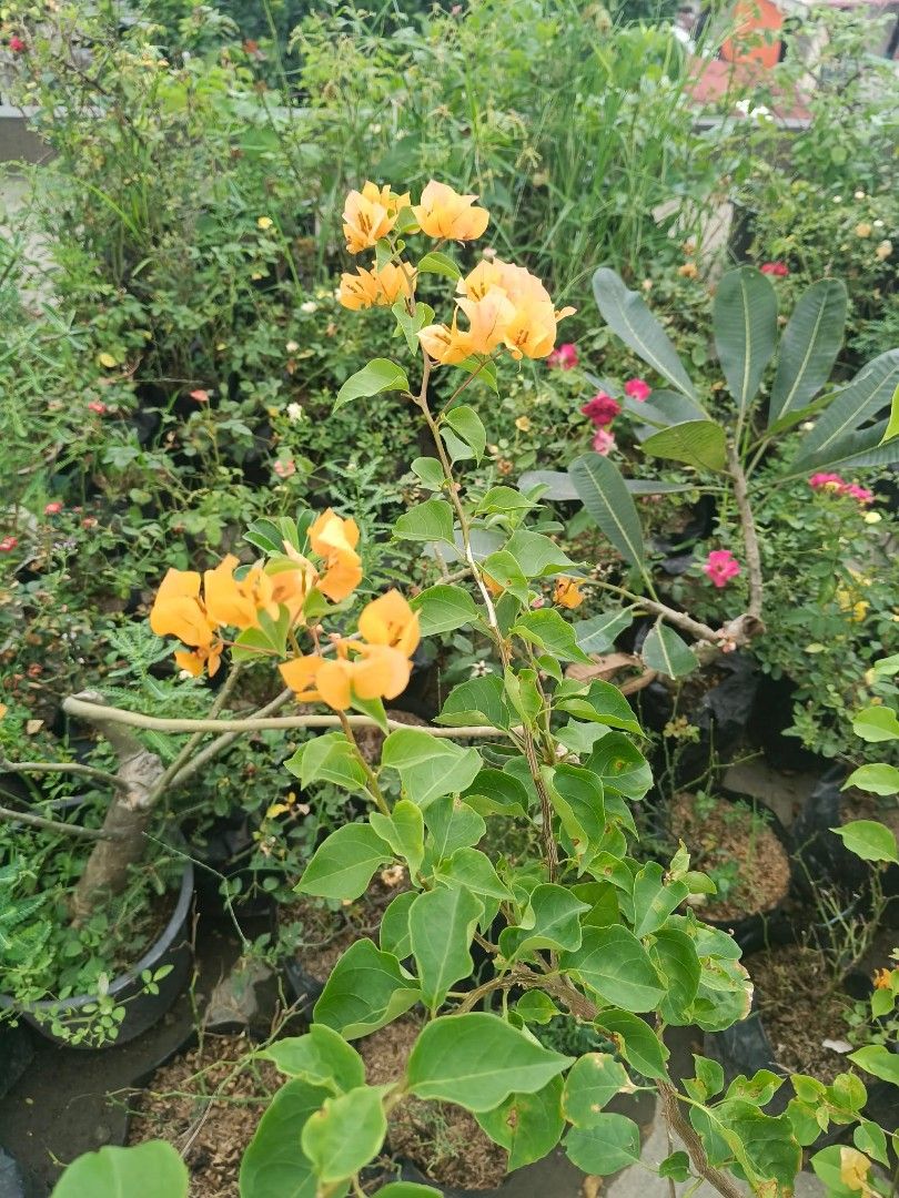 Bougainvillea plant 🪴 (Category: Plants & Seeds) located in Quezon City. Submitted by amazingmaria3680 (Listing ID 1466559335, Image 2). Description: .