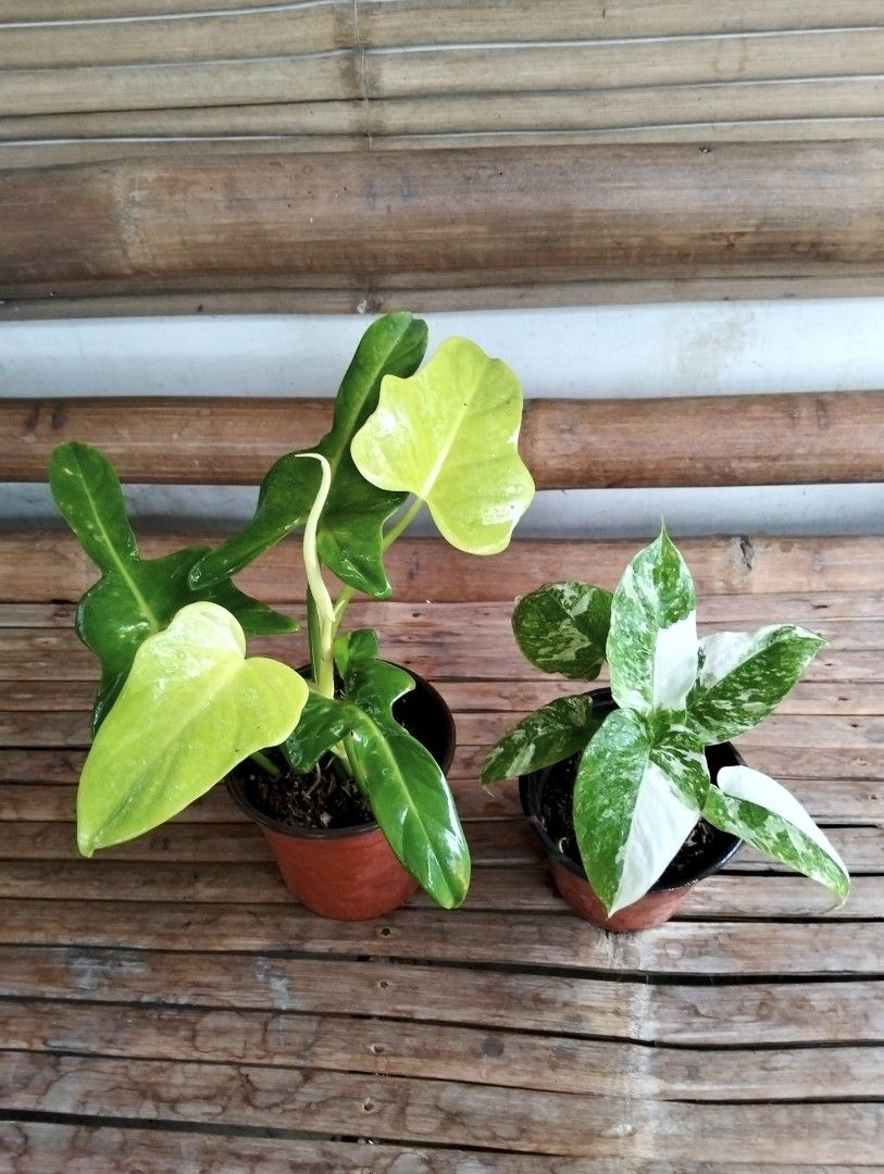 Bundle: Philodendron Violin, Schismatoglottis Wallichii Marble (Category: Plants & Seeds) located in Cagayan de Oro. Submitted by rochellejandcgarden06684 (Listing ID 1466427705, Image 1). Description: SALE❗ Bundle: Philodendron Violin, Schismatoglottis Wallichii Marble ✅350 Locally grown. Own propagation. Location: Canitoan Cdo City Pick up, Maxim delivery, J&T Express.