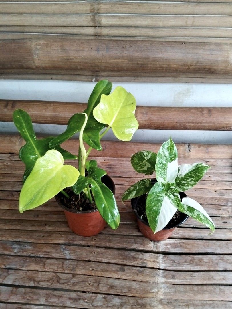 Bundle: Philodendron Violin, Schismatoglottis Wallichii Marble (Category: Plants & Seeds) located in Cagayan de Oro. Submitted by rochellejandcgarden06684 (Listing ID 1466427705, Image 3). Description: SALE❗ Bundle: Philodendron Violin, Schismatoglottis Wallichii Marble ✅350 Locally grown. Own propagation. Location: Canitoan Cdo City Pick up, Maxim delivery, J&T Express.