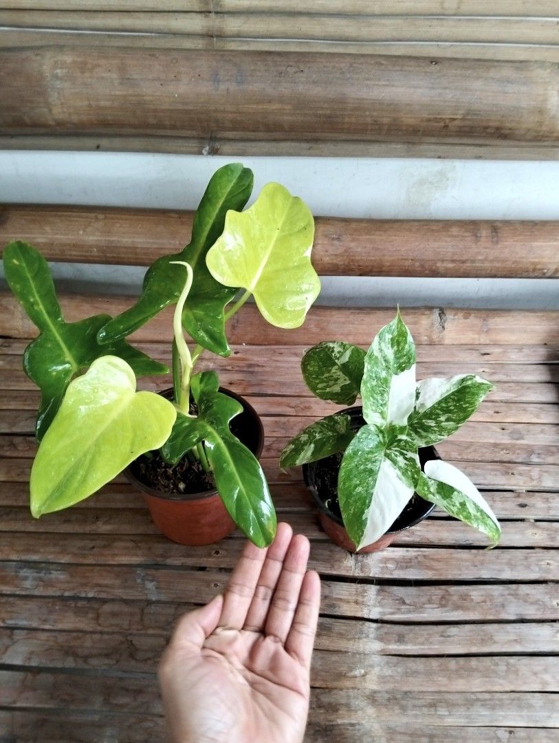 Bundle: Philodendron Violin, Schismatoglottis Wallichii Marble (Category: Plants & Seeds) located in Cagayan de Oro. Submitted by rochellejandcgarden06684 (Listing ID 1466427705, Image 2). Description: SALE❗ Bundle: Philodendron Violin, Schismatoglottis Wallichii Marble ✅350 Locally grown. Own propagation. Location: Canitoan Cdo City Pick up, Maxim delivery, J&T Express.