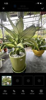 (Category: ) located in . Submitted by wildtree_6e4443 (Listing ID 1466389777, Image 1). Description: .