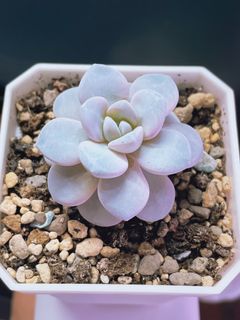 (Category: ) located in . Submitted by qq_garden (Listing ID 1466292771, Image 1). Description: .