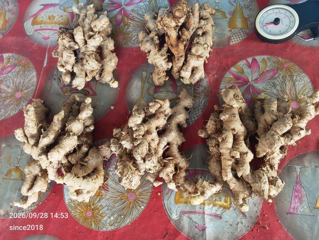 Fresh Galangal Root Ginger Roots Bulk Harvest (Category: Fresh Produce) located in Quezon City. Submitted by sellingwithlove2018 (Listing ID 1466385217, Image 2). Description: - Freshly harvested galangal roots straight from the garden - Large, chunky rhizomes with fresh green shoots at the tips - Clean cut ends and earthy brown skin - Cleaned and ready for cooking, traditional remedies, and herbal teas - Multiple bunches available -Pantanim lang