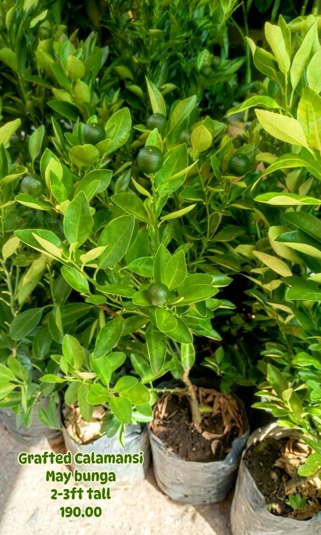Grafted Calamansi Maraming Bunga (Category: Plants & Seeds) located in Paranaque City. Submitted by mherz_ariel (Listing ID 1466410866, Image 1). Description: .
