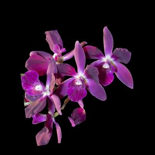(Category: ) located in . Submitted by gardenparadisesgp (Listing ID 1466424932, Image 1). Description: .