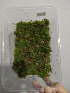 (Category: ) located in . Submitted by homegrownplants8107 (Listing ID 1466452621, Image 1). Description: .