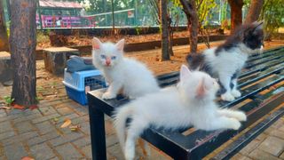 (Kategori: ) berada di . Dikirim oleh tikaaa17 (ID iklan 1466352450, Gambar 1). Deskripsi: .