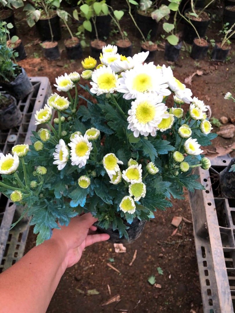 Malaysian mums 🌷 (Category: Plants & Seeds) located in Quezon City. Submitted by amazingmaria3680 (Listing ID 1466559573, Image 3). Description: .