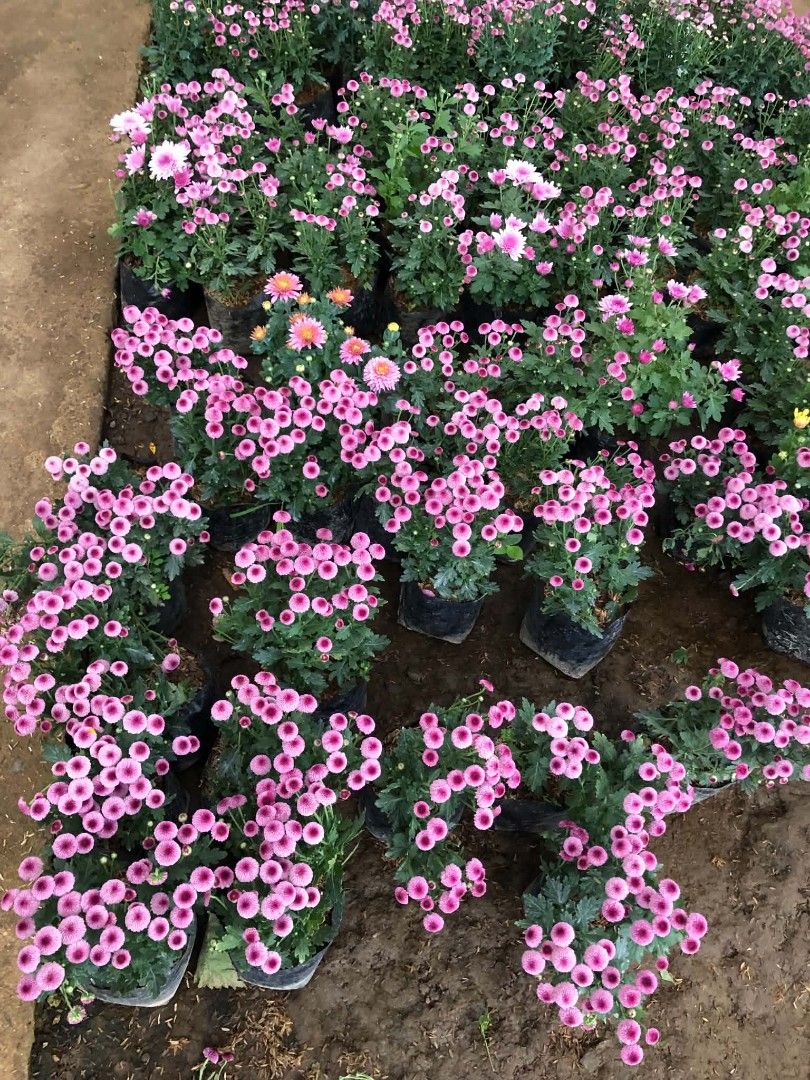 Malaysian mums rose hydrangea (Category: Plants & Seeds) located in Quezon City. Submitted by amazingmaria3680 (Listing ID 1466559602, Image 3). Description: .