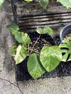 (Category: ) located in . Submitted by isle.of.plants (Listing ID 1466453840, Image 1). Description: .