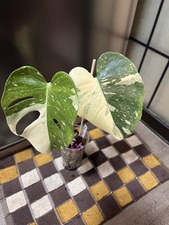 (Category: ) located in . Submitted by thai_amulets_thai (Listing ID 1466382553, Image 1). Description: .