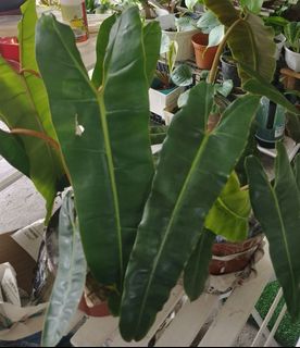 (Category: ) located in . Submitted by znzea_preloved (Listing ID 1466419514, Image 1). Description: .