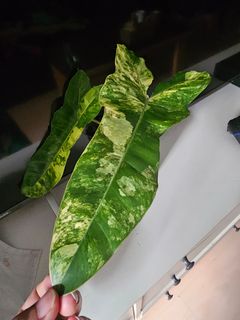 (Category: ) located in . Submitted by happygrowing (Listing ID 1465498565, Image 1). Description: .