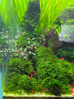 (Category: ) located in . Submitted by mr.fervale (Listing ID 1466421887, Image 1). Description: .