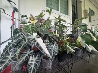 (Category: ) located in . Submitted by frdskrm95 (Listing ID 1466372844, Image 1). Description: .