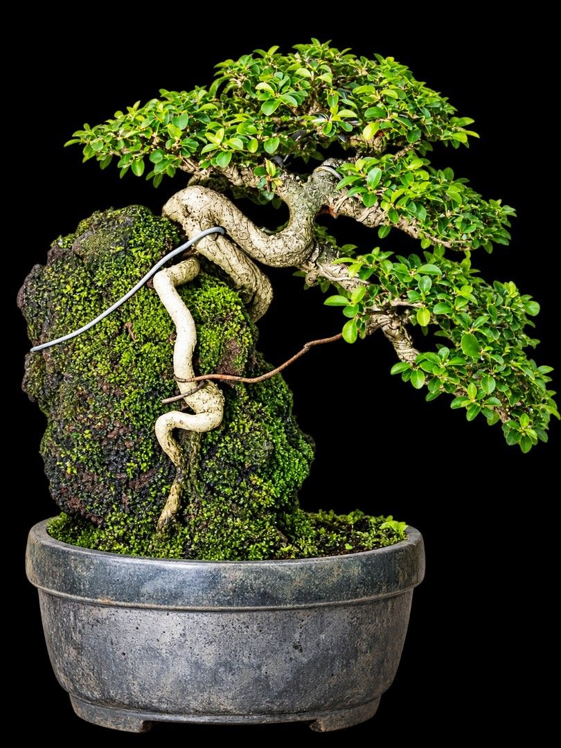 Root-Over-Rock Bonsai Tree on Mossy Stone in Pot (Category: Plants & Seeds) located in Cainta. Submitted by jars.com (Listing ID 1466448480, Image 1). Description: - Mature bonsai tree styled with training wire along the trunk and branches - Features twisted white roots tightly - Tugas gripping a moss-covered rock - Lush green leaves beautifully shaped into tiered pads - Potted in a sleek dark grey ceramic bowl with drainage feet - Healthy, dense
