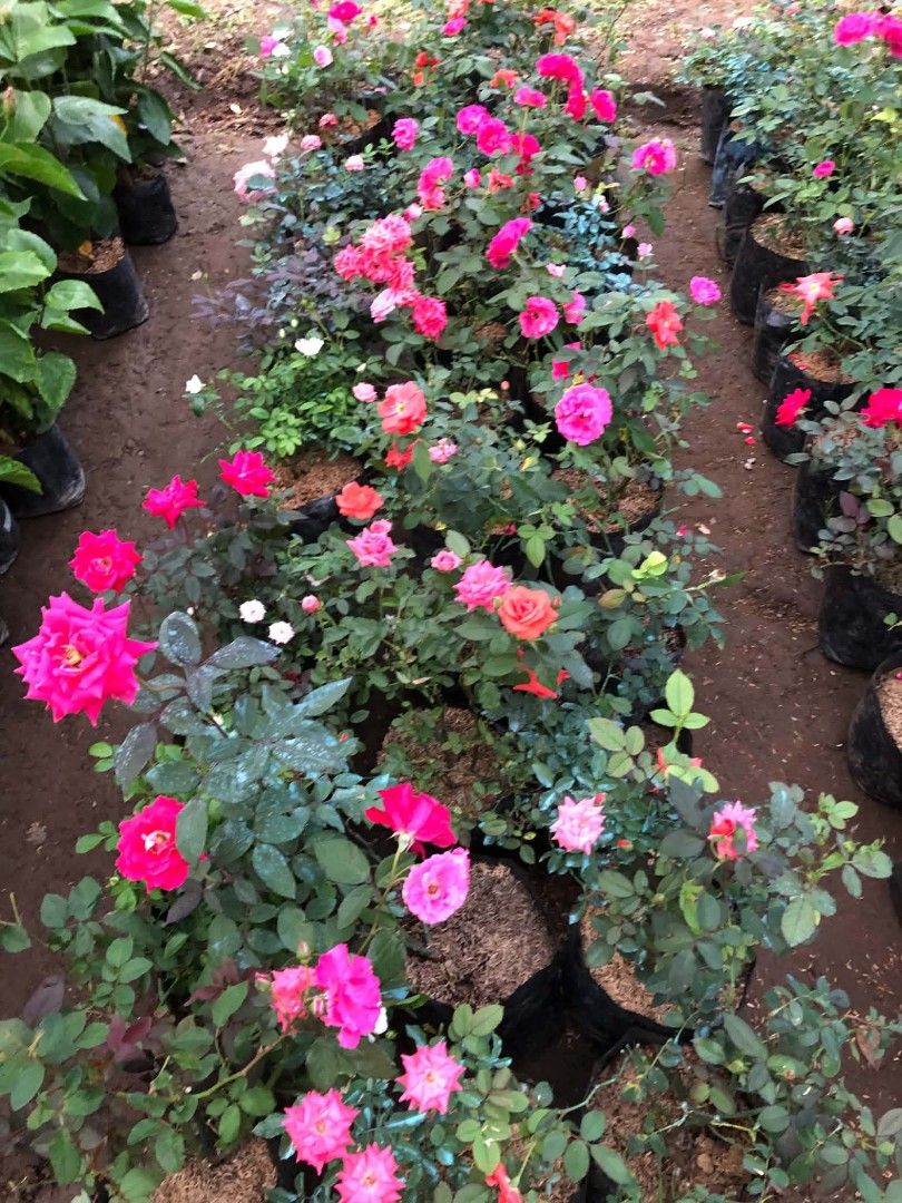 Rose plants (Category: Plants & Seeds) located in Quezon City. Submitted by amazingmaria3680 (Listing ID 1466559494, Image 3). Description: .