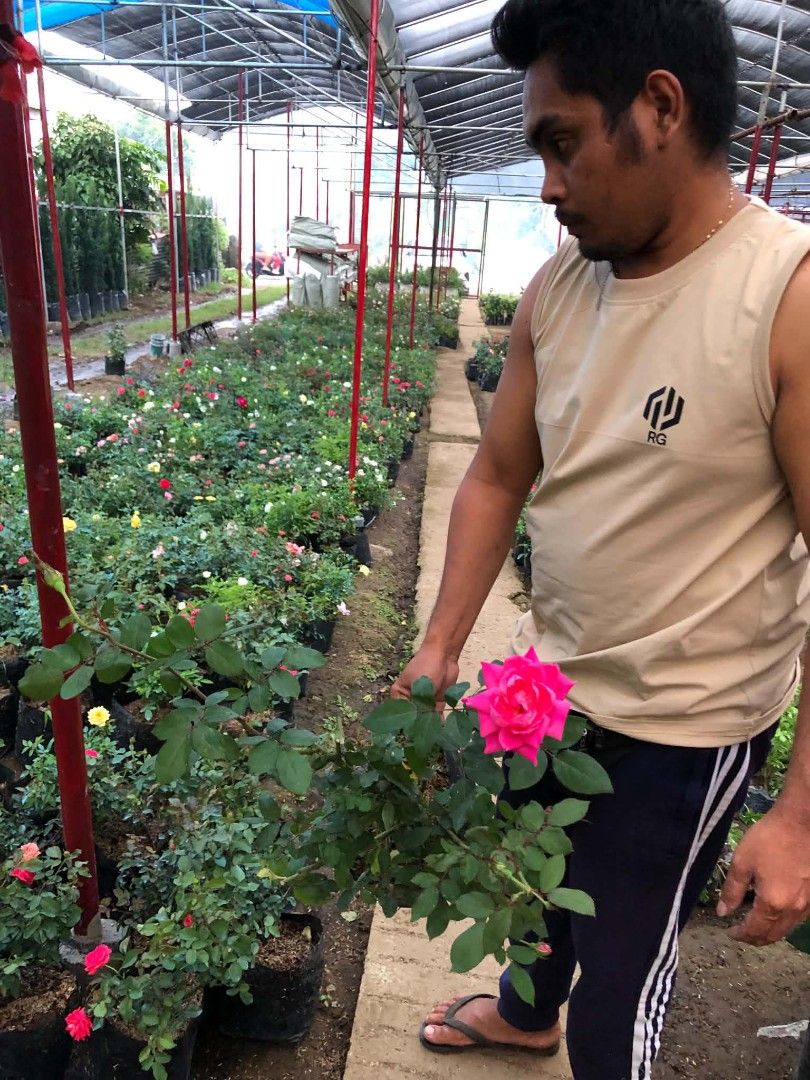 Rose plants (Category: Plants & Seeds) located in Quezon City. Submitted by amazingmaria3680 (Listing ID 1466559494, Image 1). Description: .