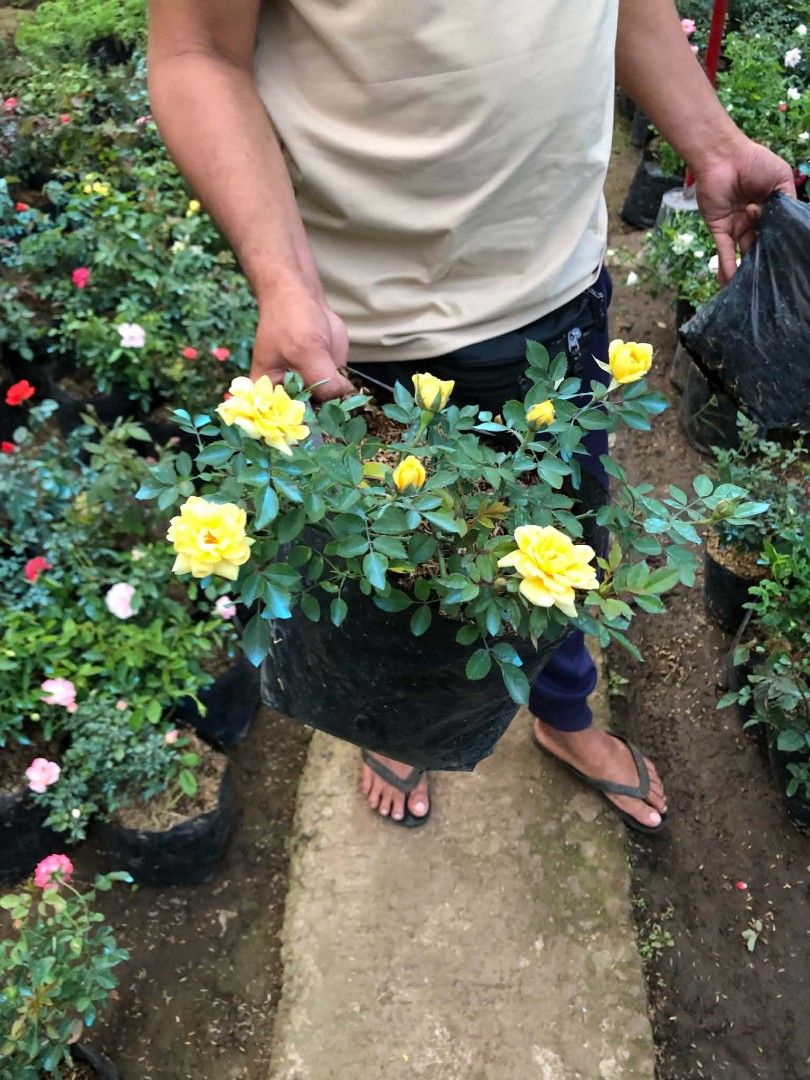 Rose plants (Category: Plants & Seeds) located in Quezon City. Submitted by amazingmaria3680 (Listing ID 1466559494, Image 2). Description: .