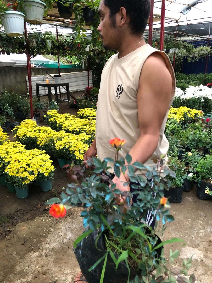 Rose plants 🪴 (Category: Plants & Seeds) located in Quezon City. Submitted by amazingmaria3680 (Listing ID 1466559442, Image 2). Description: .