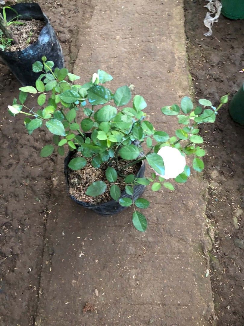 Rose plants 🪴 (Category: Plants & Seeds) located in Quezon City. Submitted by amazingmaria3680 (Listing ID 1466559442, Image 3). Description: .