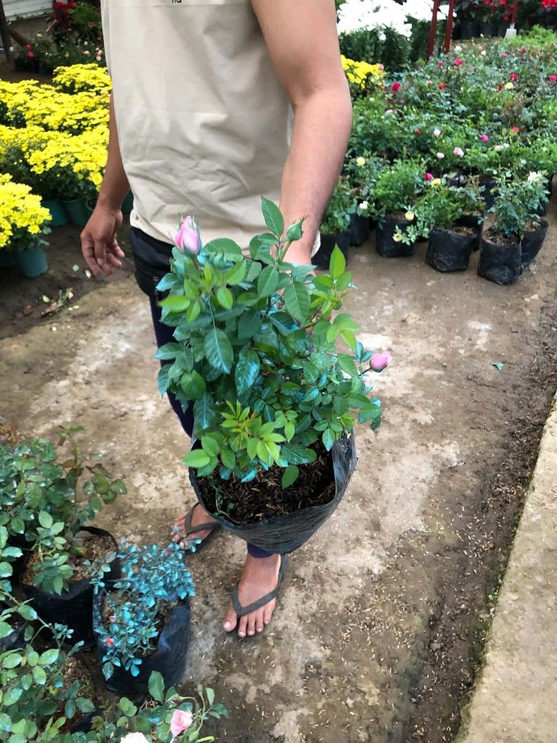 Rose plants 🪴 (Category: Plants & Seeds) located in Quezon City. Submitted by amazingmaria3680 (Listing ID 1466559442, Image 1). Description: .