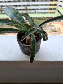 (Category: ) located in . Submitted by orchid62 (Listing ID 1466414637, Image 1). Description: .