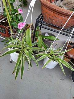(Category: ) located in . Submitted by orchid62 (Listing ID 1466415709, Image 1). Description: .