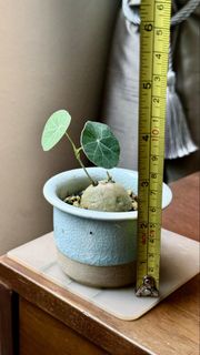 (Category: ) located in . Submitted by greenlife008 (Listing ID 1465050870, Image 1). Description: .