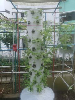 Hydroponics growing system with reservoir and frame, Furniture & Home ...