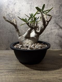 （分類：）位於 。 由 mochi_1004 提交（商品編號 1466707557，圖片 1）。簡介： 。