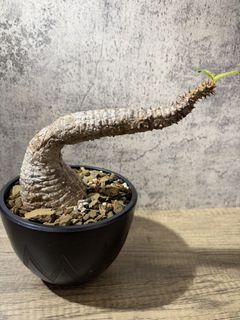 （分類：）位於 。 由 mochi_1004 提交（商品編號 1466711555，圖片 1）。簡介： 。