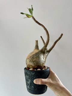 （分類：）位於 。 由 budget_for_u 提交（商品編號 1466600679，圖片 1）。簡介： 。