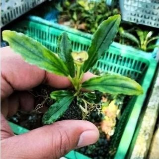 （分類：）位於 。 由 mogo.hk 提交（商品編號 1466646066，圖片 1）。簡介： 。