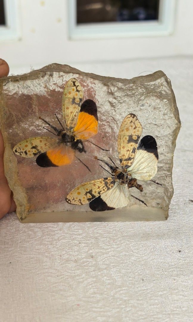 Butterfly paper weight (Category: Everything Else Others) located in Tuguegarao City. Submitted by zenphoenix-7ad615 (Listing ID 1466587492, Image 2). Description: Cute paper weight.