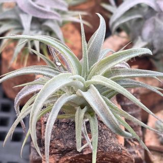 （分類：）位於 。 由 tillandsiaplant6088 提交（商品編號 1466645270，圖片 1）。簡介： 。