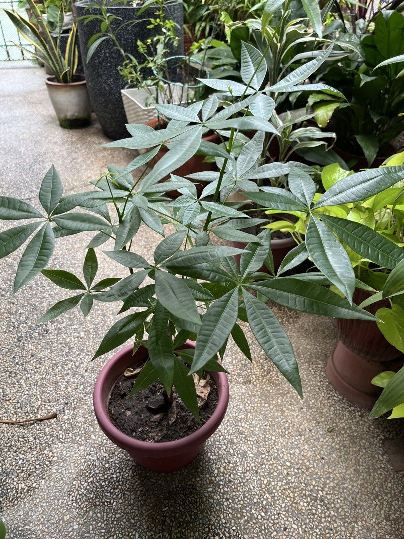 Healthy Money Tree Plant (Category: Plants & Seeds) located in Paranaque City. Submitted by aquarianmmo (Listing ID 1462491161, Image 3). Description: - Beautiful money tree plant - Lush, healthy green leaves - Recently watered (water droplets visible) - Comes in a simple pink pot - Easy to care for - Adds greenery to any space.