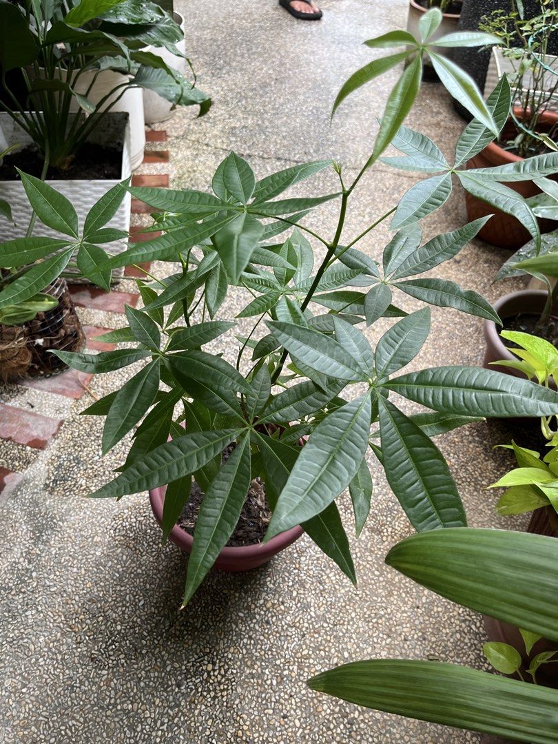 Healthy Money Tree Plant (Category: Plants & Seeds) located in Paranaque City. Submitted by aquarianmmo (Listing ID 1462491161, Image 2). Description: - Beautiful money tree plant - Lush, healthy green leaves - Recently watered (water droplets visible) - Comes in a simple pink pot - Easy to care for - Adds greenery to any space.
