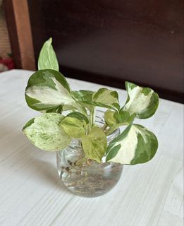 （分類：）位於 。 由 hihihappyone 提交（商品編號 1466607492，圖片 1）。簡介： 。
