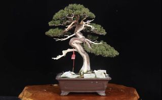 (Category: ) located in . Submitted by plants_plants (Listing ID 1466657922, Image 1). Description: .