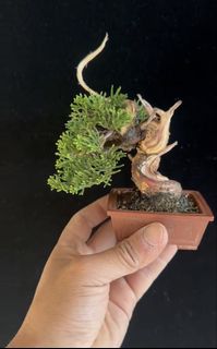 (Category: ) located in . Submitted by plants_plants (Listing ID 1466654683, Image 1). Description: .