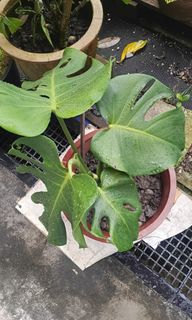 (Category: ) located in . Submitted by plantsetc (Listing ID 1466638906, Image 1). Description: .