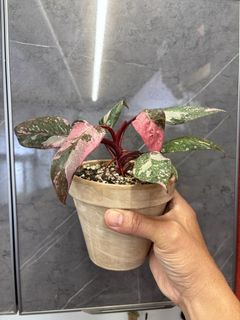 （分類：）位於 。 由 FernAroid 提交（商品編號 1466605463，圖片 1）。簡介： 。